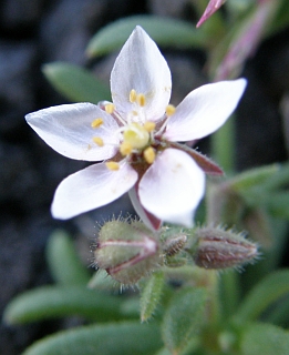 Flor de Minuartia geniculata