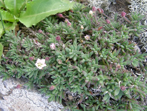 Minuartia platyphylla