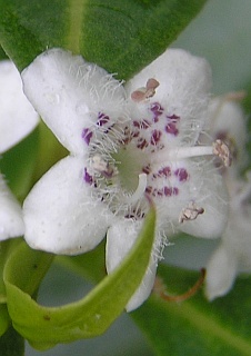 Flor de Myoporum laetum