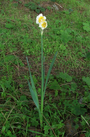 Narcissus tazzeta