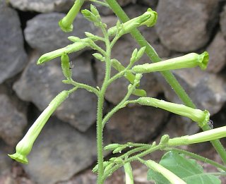 Flores de Nicotiana paniculata
