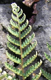 Pínnulas de Notholaena marantae ssp.subcordata