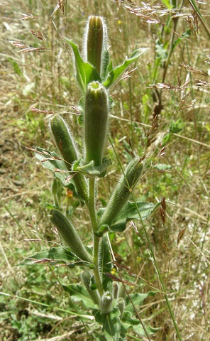 Oenothera indecora