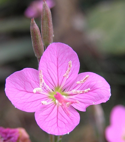 Flor de Oenothera rosea