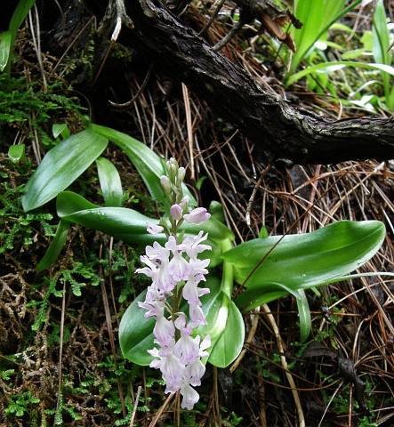 Orchis patens ssp.canariensis