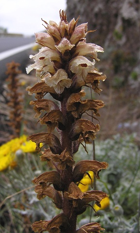 Orobanche amethystea ssp.castellana