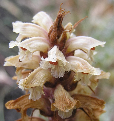 Orobanche amethystea ssp.castellana