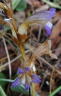 Flor de Orobanche nana
