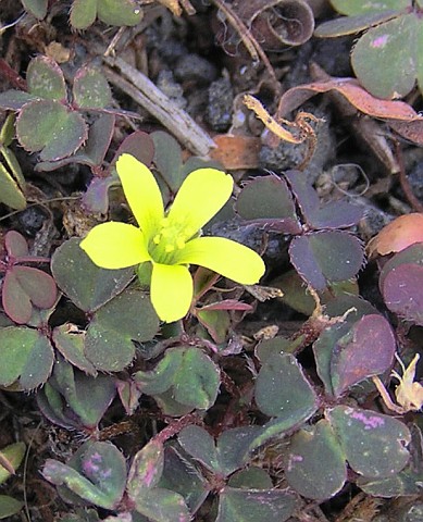 Detalle de la flor de Oxalis corniculata