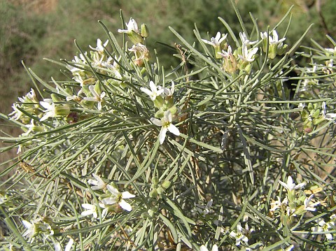 Parolinia filifolia