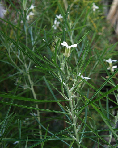 Parolinia glabriuscula