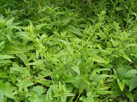 Patellifolia procumbens