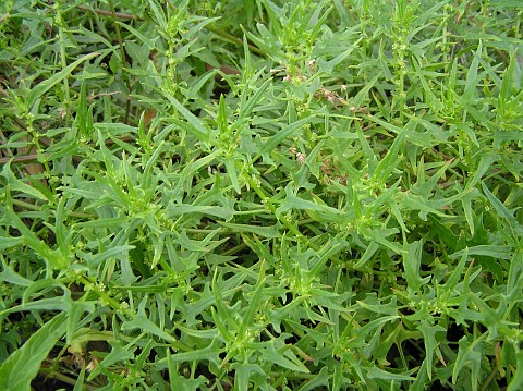 Patellifolia webbiana