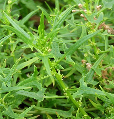 Patellifolia webbiana