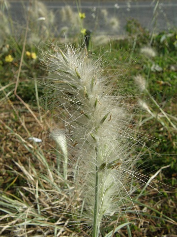 Inflorescencia de Pennisetum villosum