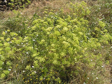 Petroselinum crispum