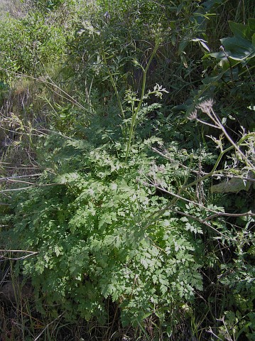 Pimpinella anagodendron