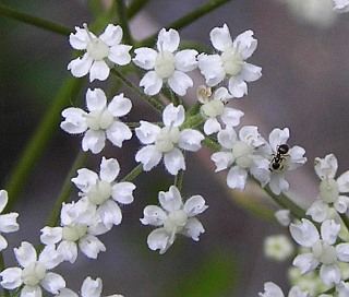 Flores de Pimpinella dendrotragium