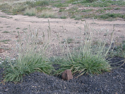 Plantago albicans