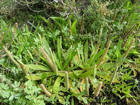 Plantago coronopus