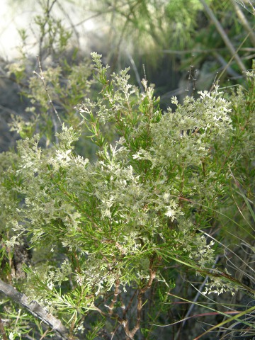Polycarpaea filifolia