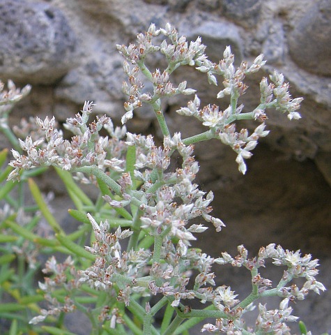 Polycarpaea smithii