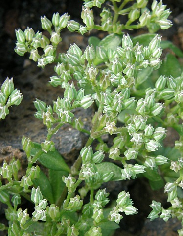 Polycarpon tetraphyllum ssp. diphyllum