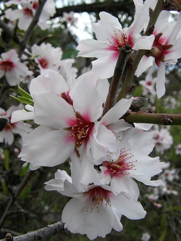 Flores de Prunus dulcis