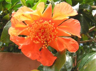 Flor de Punica granatum