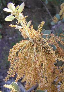 Inflorescencia masculina de Quercus ilex