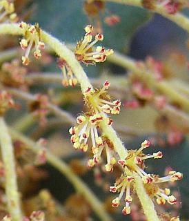 Detalle de las flores masculinas de Quercus ilex