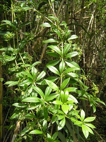 Rubia peregrina ssp.agostinhoi