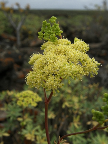 Rutheopsis herbanica