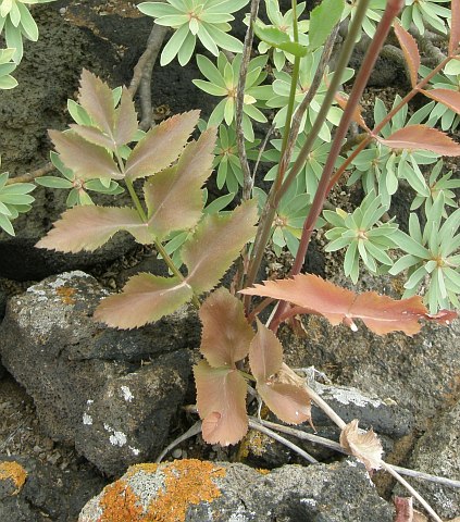 Hojas de Rutheopsis herbanica