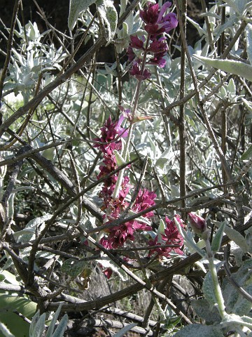 Salvia canariensis