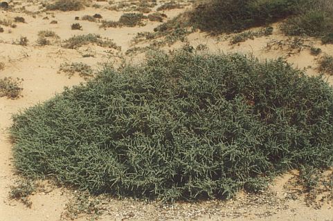 Sarcocornia fruticosa