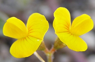 Flores de Scorpiurus muricatus var.sulcatus