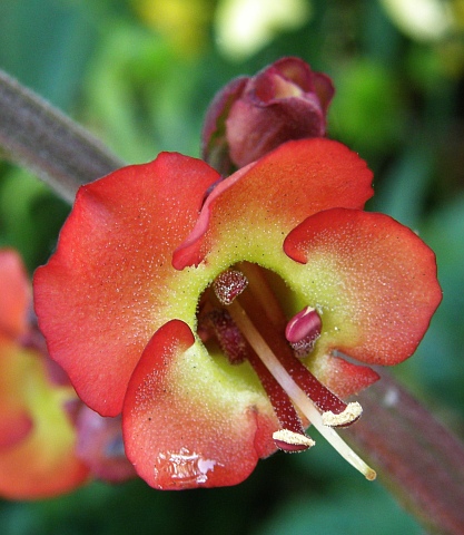 Flor de Scrophularia calliantha