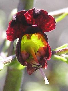 Flor de Scrophularia glabrata