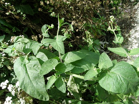 Scrophularia smithii ssp. langeana