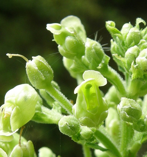 Scrophularia smithii ssp. smithii