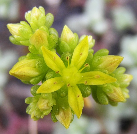 Flor de Sedum nudum ssp.lancerottene
