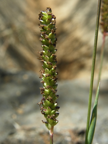 Espiguillas de Setaria parviflora