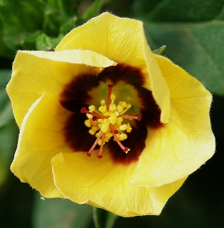 Flor de Sida rhombifolia