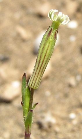Silene gracilis