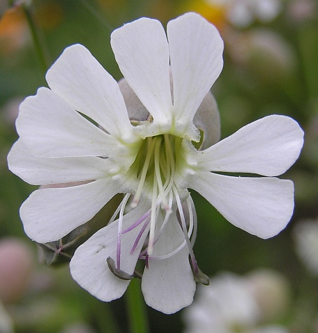 Flor de Silene vulgaris