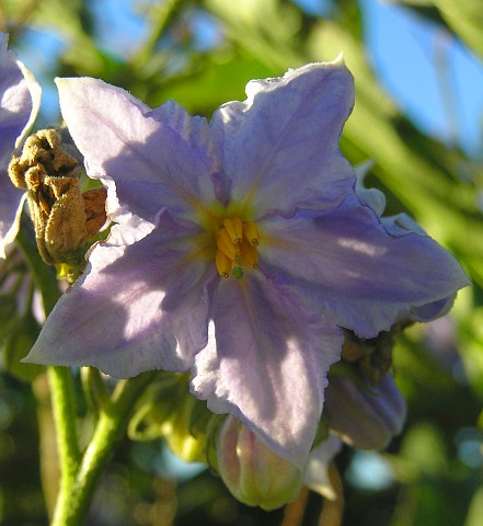 Flor de Solanum bonariense