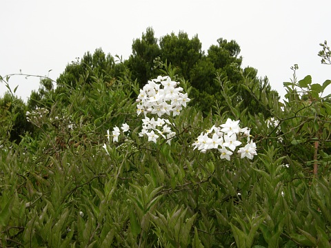 Flores de Solanum jasminoides