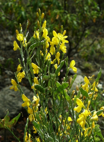 Teline osyrioides ssp. sericea