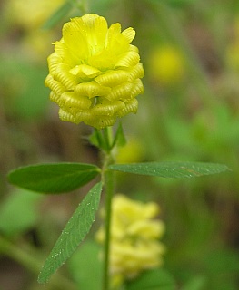 Inflorescencia de Trifolium campestre